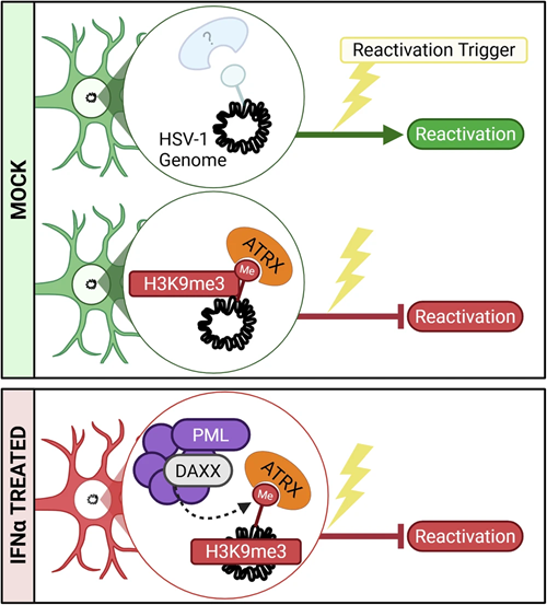 Model of HSV-1 latency in neurons: an ATRX and H3K9me3 chromatin block, reinforced by interferon-induced PML/DAXX, restricts viral reactivation.